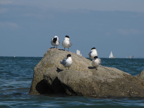 Sillages balades et randonnées en kayak de mer Quiberon Bretagne